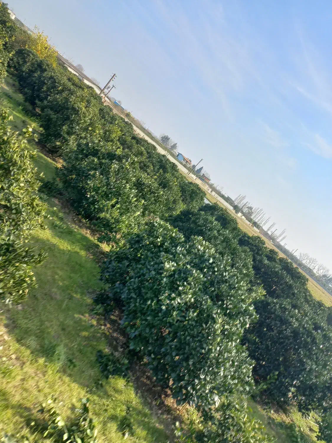 هرس درخت|خدمات باغبانی و درختکاری|جویبار, |دیوار