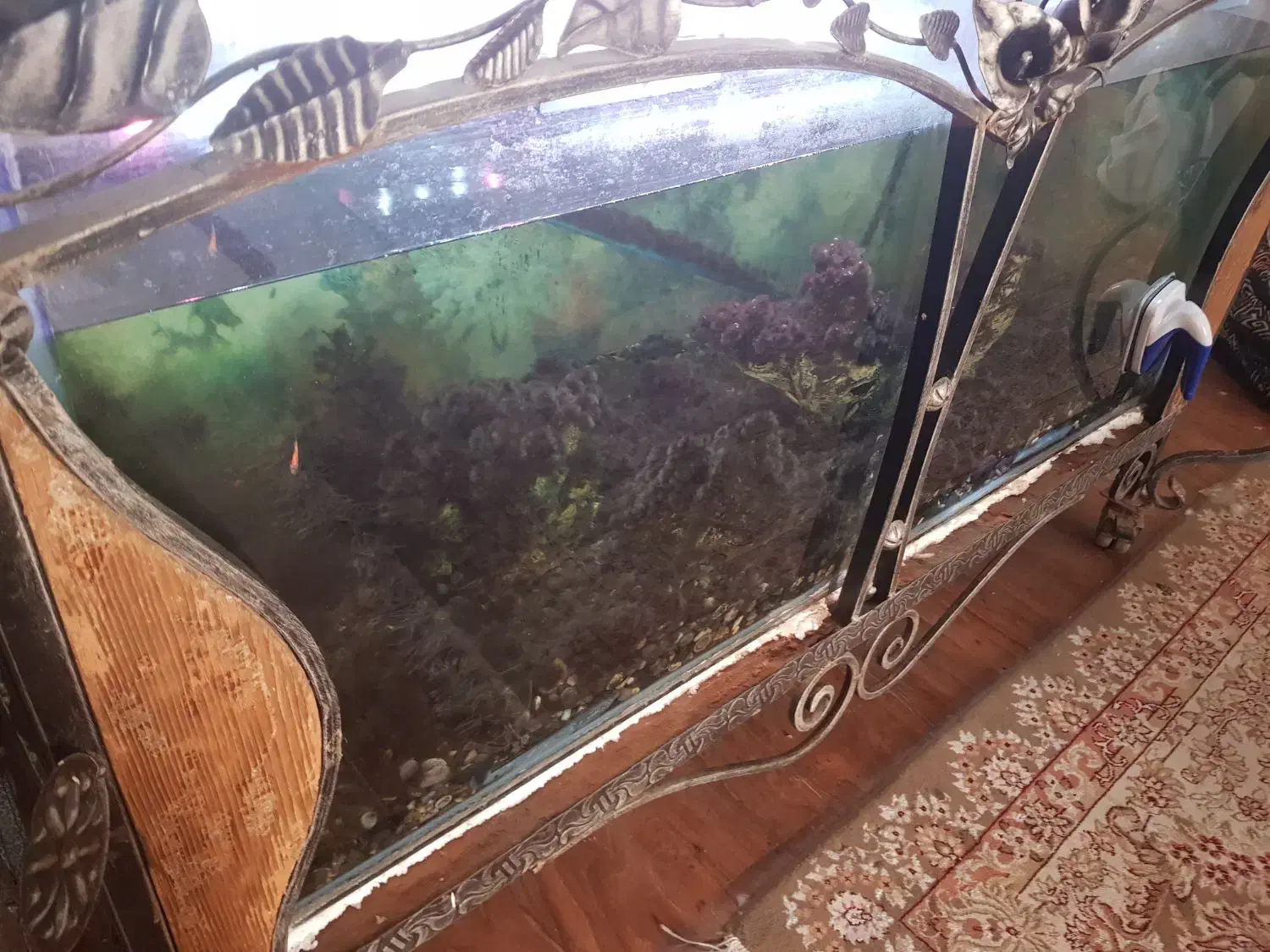 آکواریوم|ماهی|مشهد, خرمشهر|دیوار