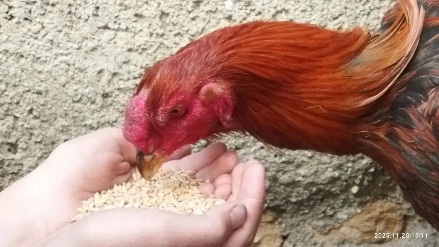 خروسلاری|حیوانات مزرعه|آبیک, |دیوار