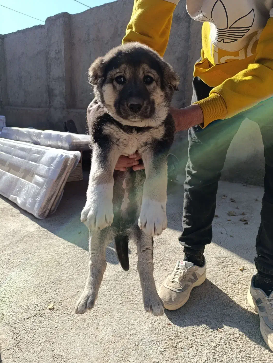 واگذاری توله سگ|سگ|تهران, خانی‌آباد|دیوار