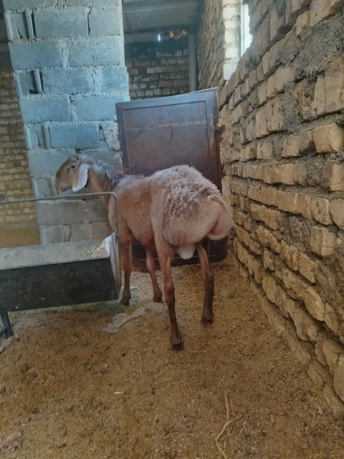 بره چینی غندوزی|حیوانات مزرعه|قائن, |دیوار