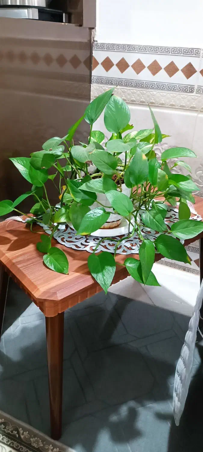 زامفولیاو... با قیمت عالی|گل و گیاه طبیعی|بیرجند, |دیوار