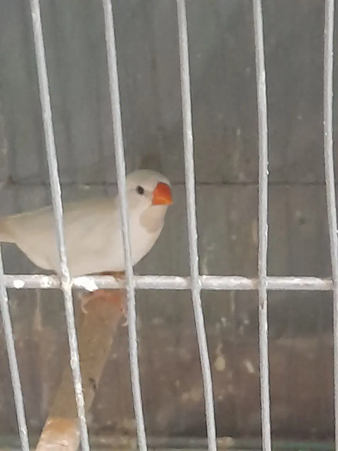 فنج گلوبرید.کینگ انگلیسی.نرگسی.کرواتی|پرنده|کرج, شاهینویلا|دیوار