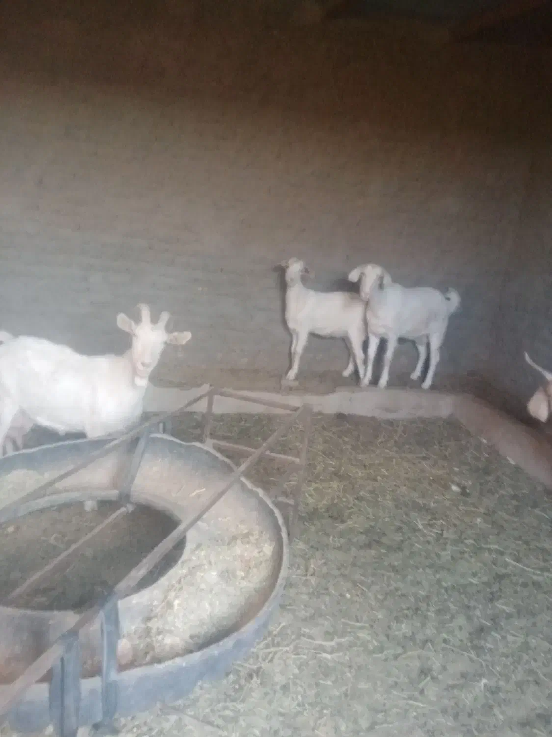 گوسفند|حیوانات مزرعه|بیرجند, |دیوار