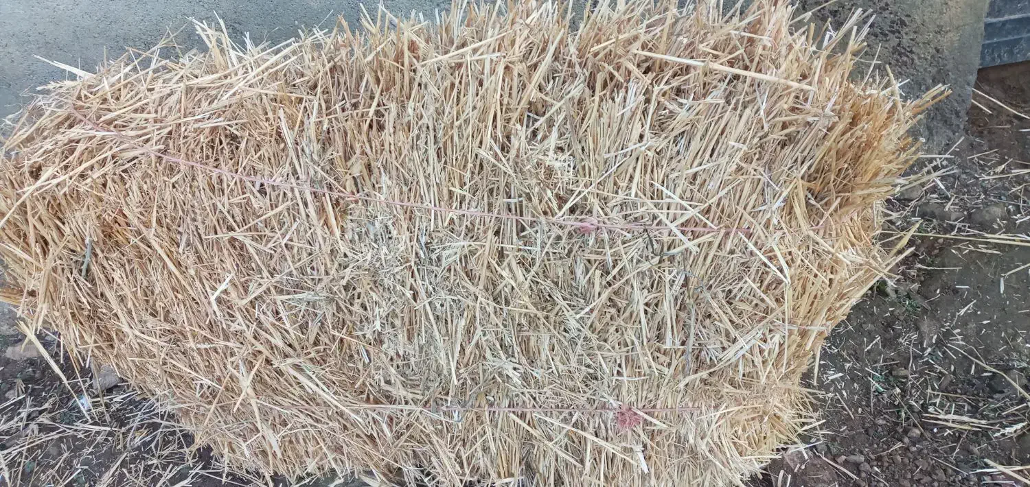 پرس گندم|گل و گیاه طبیعی|گرمی, |دیوار