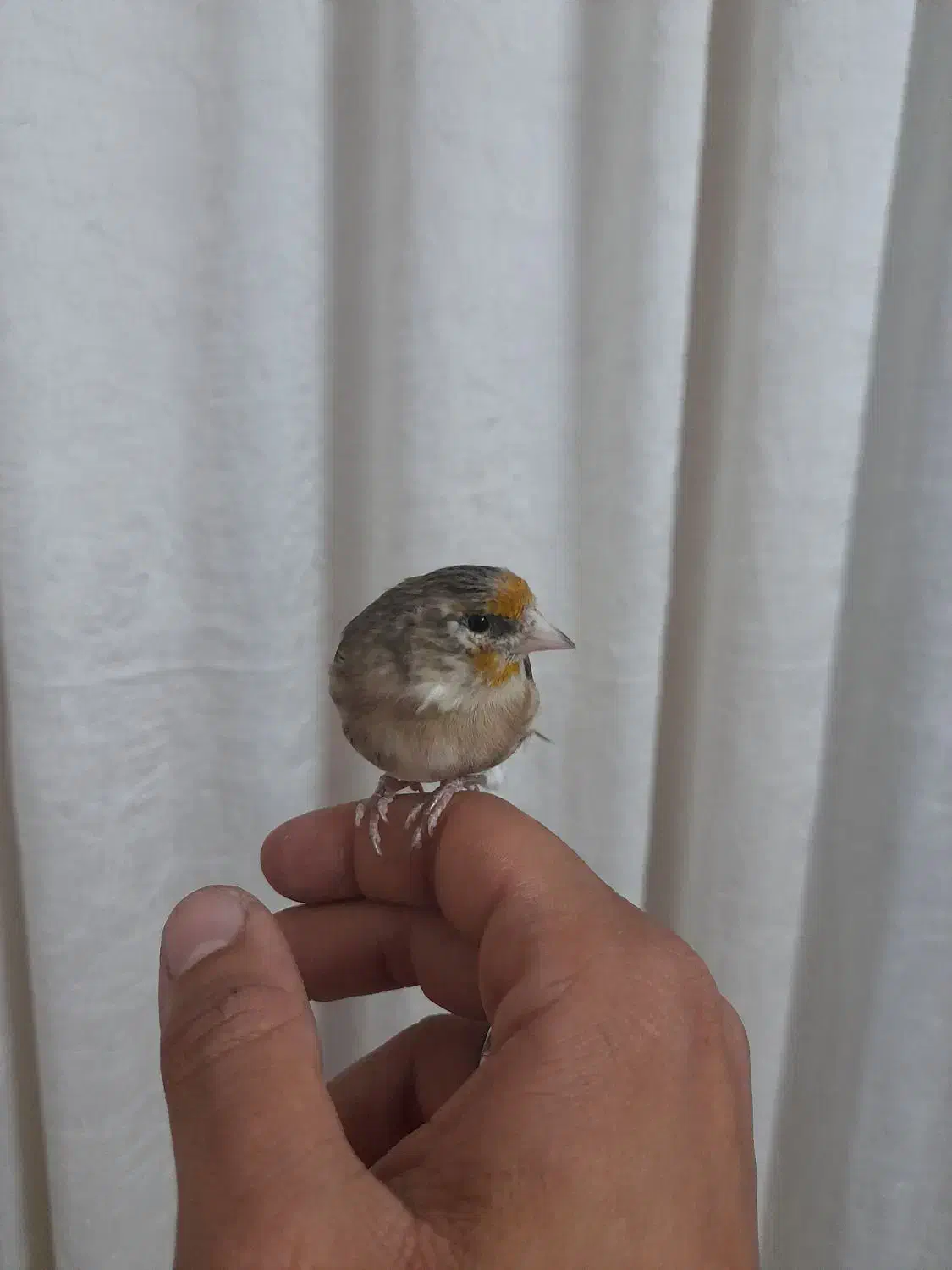 جوجه سهره قناری|پرنده|خرمشهر, |دیوار