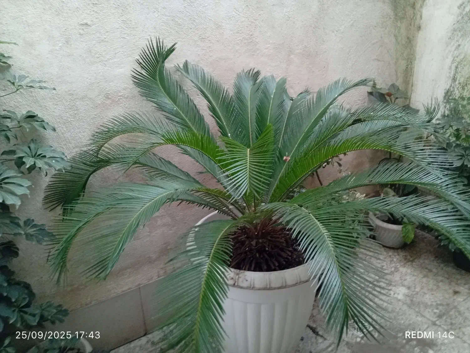 گل سیگاس نر|گل و گیاه طبیعی|رشت, نظری|دیوار