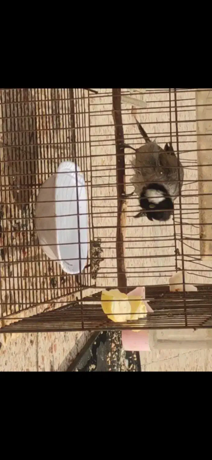 بلبل گمشده|حیوانات|دهلران, |دیوار