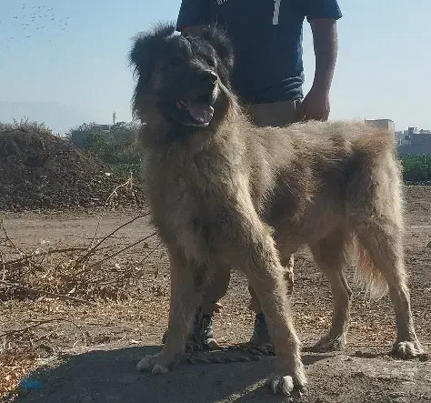 سگ سرابی|سگ|کرج, شهرک سهرابیه|دیوار