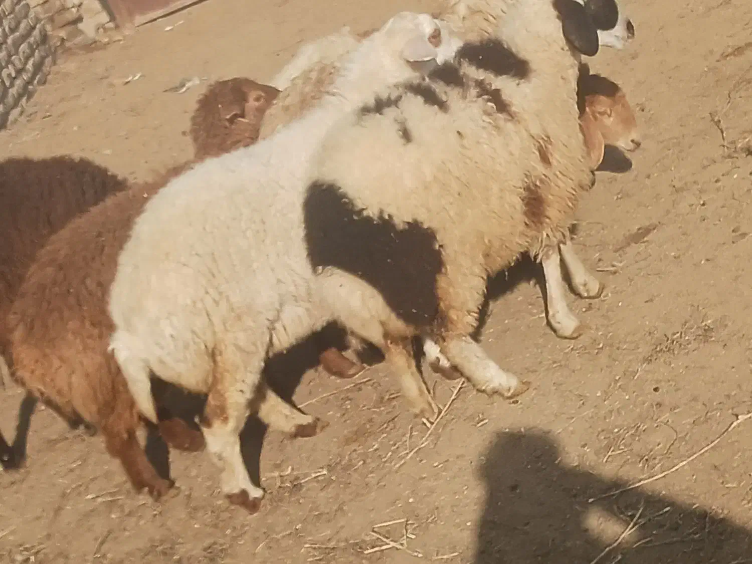 بره|حیوانات مزرعه|گناباد, |دیوار