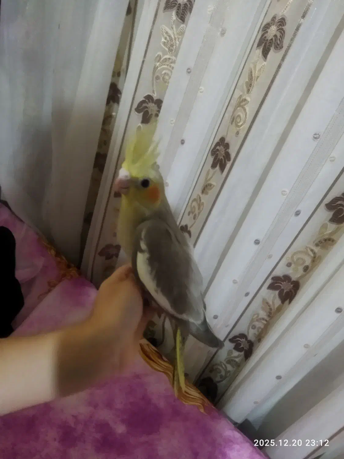 جوجه تازه دونخور دوماهه|پرنده|قم, هفت تیر|دیوار