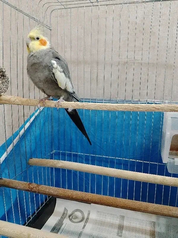 عروس هلندی|پرنده|صومعهسرا, |دیوار