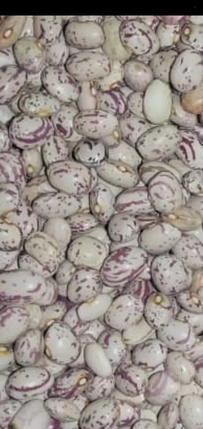 لوبیا چیتی|خوردنی و آشامیدنی|اقلید, |دیوار