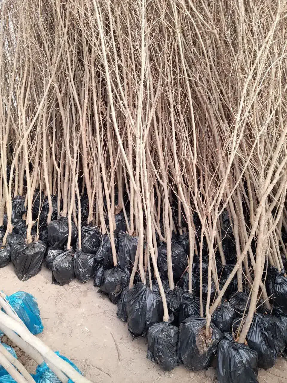 نهال فروشی علی همراهی|خدمات باغبانی و درختکاری|یزد, |دیوار