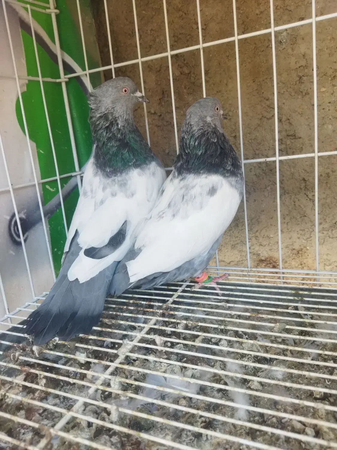 کبوتر سینه سبز نرماده|پرنده|شیراز, عادل آباد|دیوار