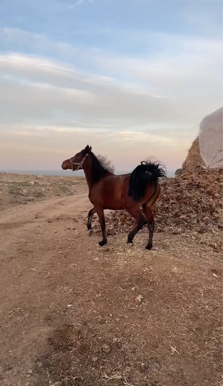 مادیون کورد|اسب و تجهیزات اسبسواری|ارومیه, |دیوار