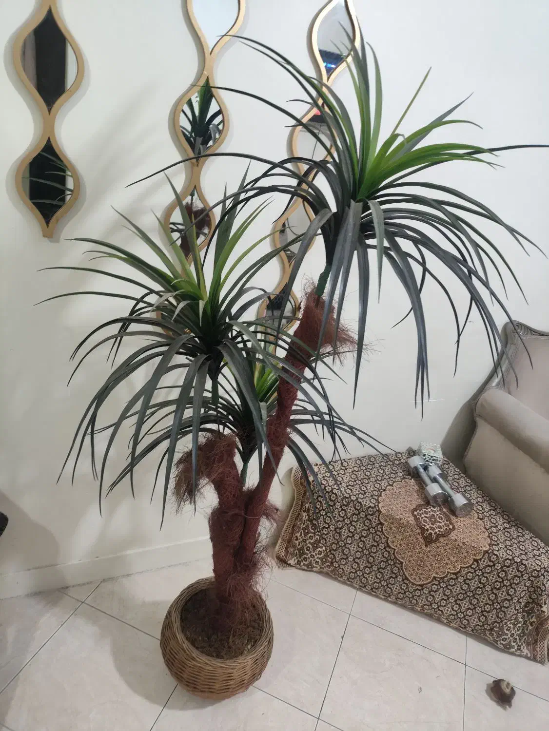 نخل سوزنی اریکا کاملا سالم و نو|گل مصنوعی|تهران, شهمیرزادی|دیوار