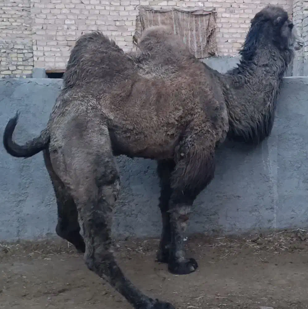 شتر دوکوهانه|حیوانات مزرعه|رباط‌کریم, رباط‌کریم|دیوار