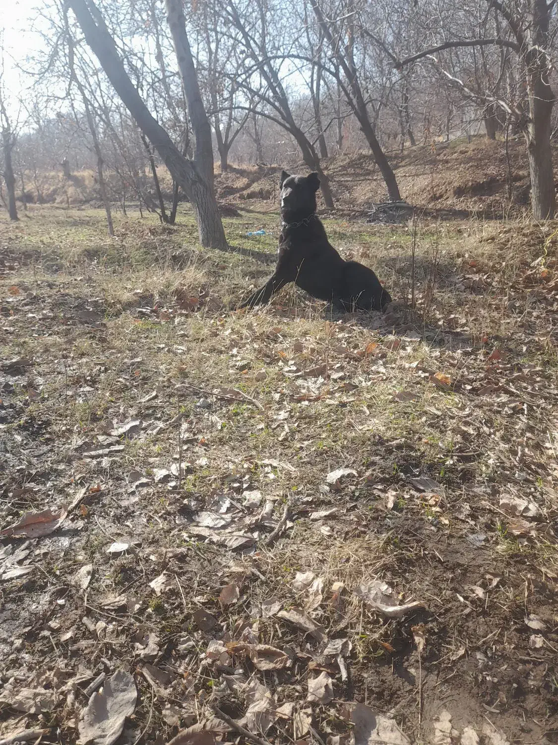 فروش سگ|سگ|مراغه, |دیوار