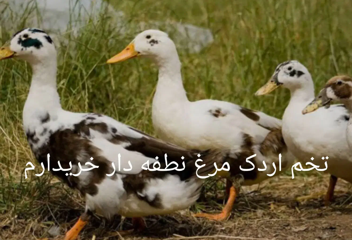 تخم مرغ تخم اردک نطفه دار|حیوانات مزرعه|فسا, |دیوار