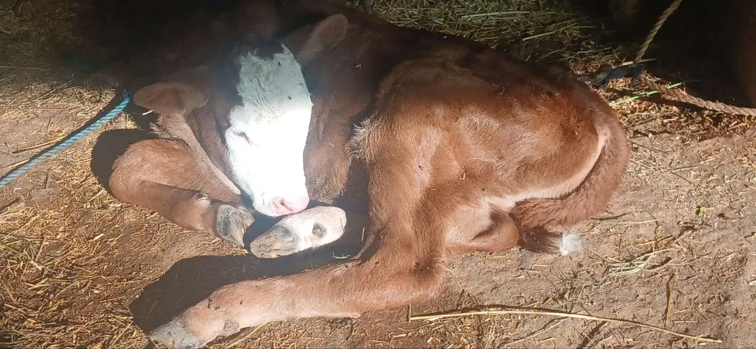 گاوگوساله|حیوانات مزرعه|گتوند, |دیوار