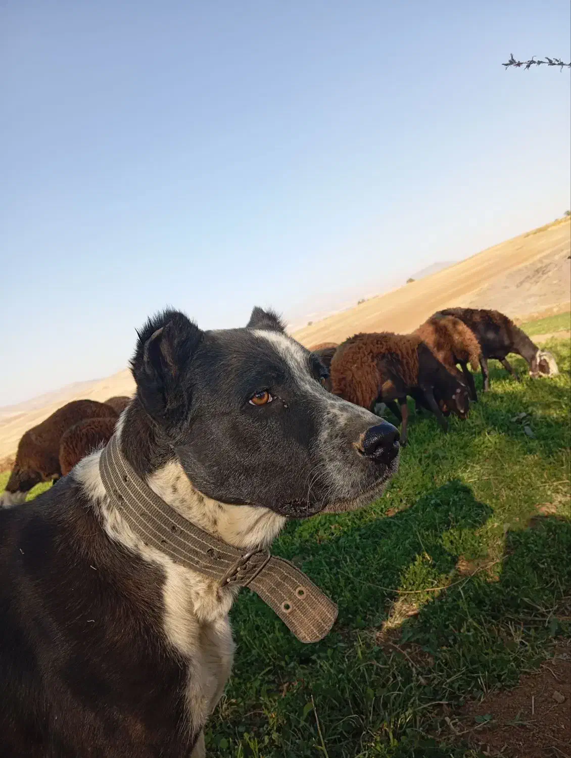 سگ گمشده|حیوانات|بروجرد, |دیوار