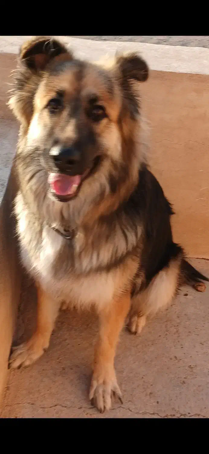 ژرمن شولاین ۹ ماهه ماده|سگ|قزوین, |دیوار