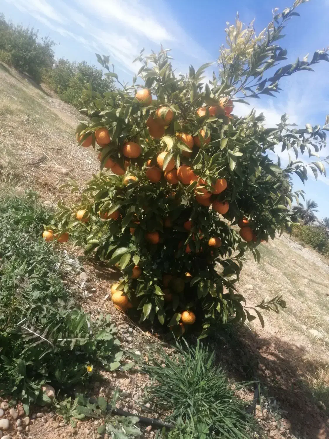 نهالستان مرکبات صاحب الزمان(ع)|خدمات باغبانی و درختکاری|شیراز, حافظیه|دیوار