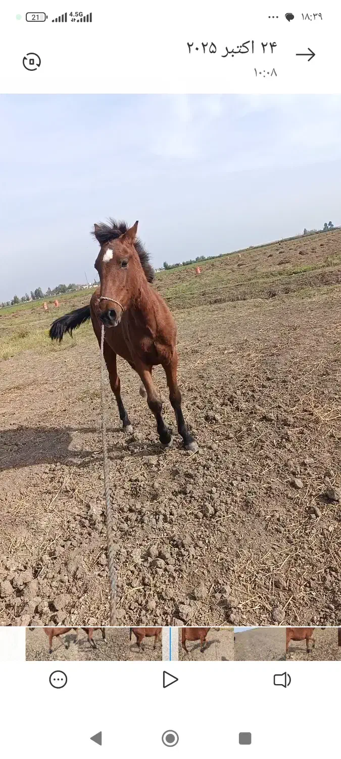 اسب|اسب و تجهیزات اسبسواری|پارسآباد, |دیوار