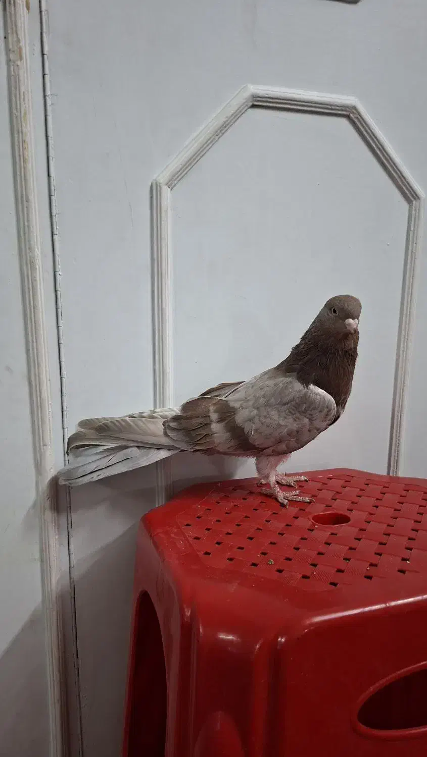 کبوتر نوک قنار نر|پرنده|تهران, وصفنارد|دیوار