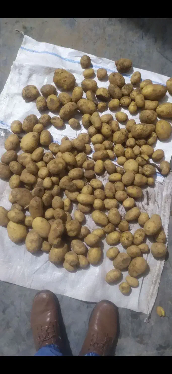 فروش پنجاه تن سیب بذری بامبو 403|عمده‌فروشی|فریدونشهر, |دیوار