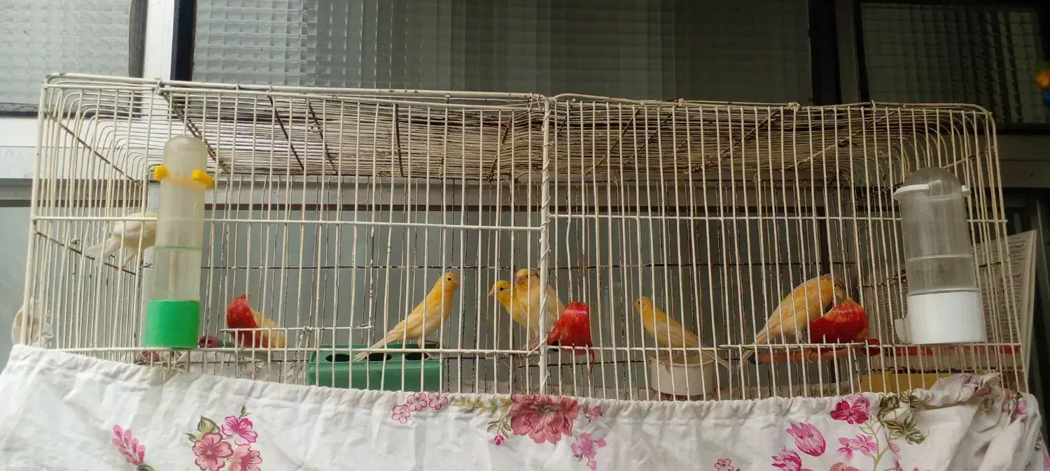 پرنده.قناری|پرنده|خوانسار, |دیوار