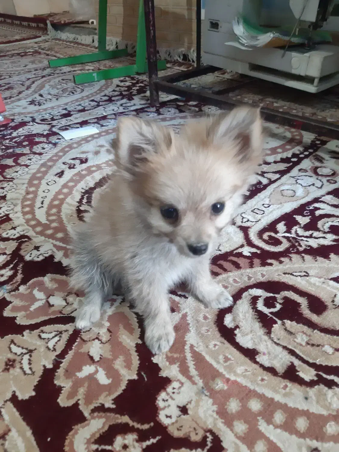 یک عددسگ پامرخرسی|سگ|نرماشیر, |دیوار