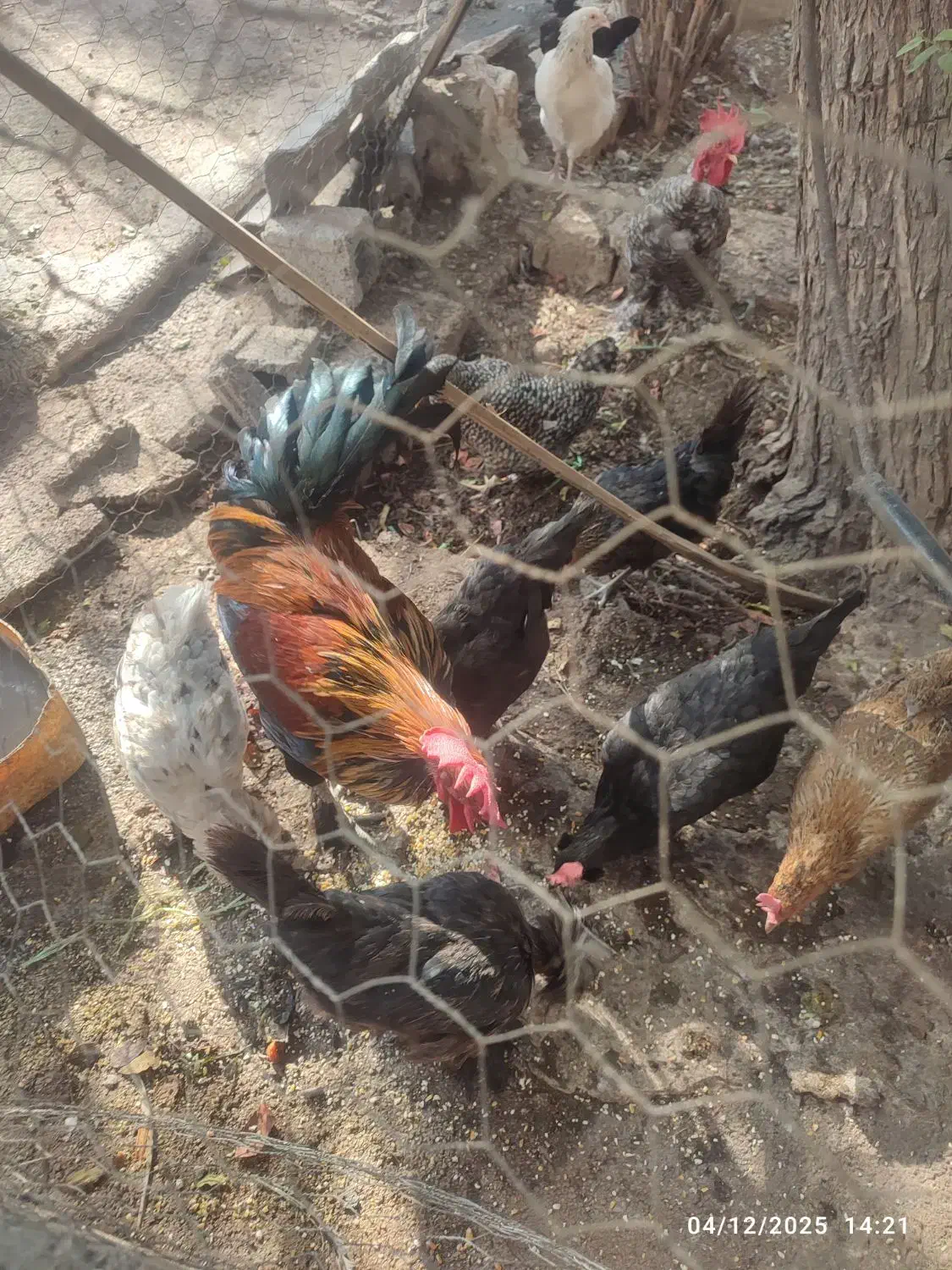 مرغ وغروس|حیوانات مزرعه|برازجان, |دیوار