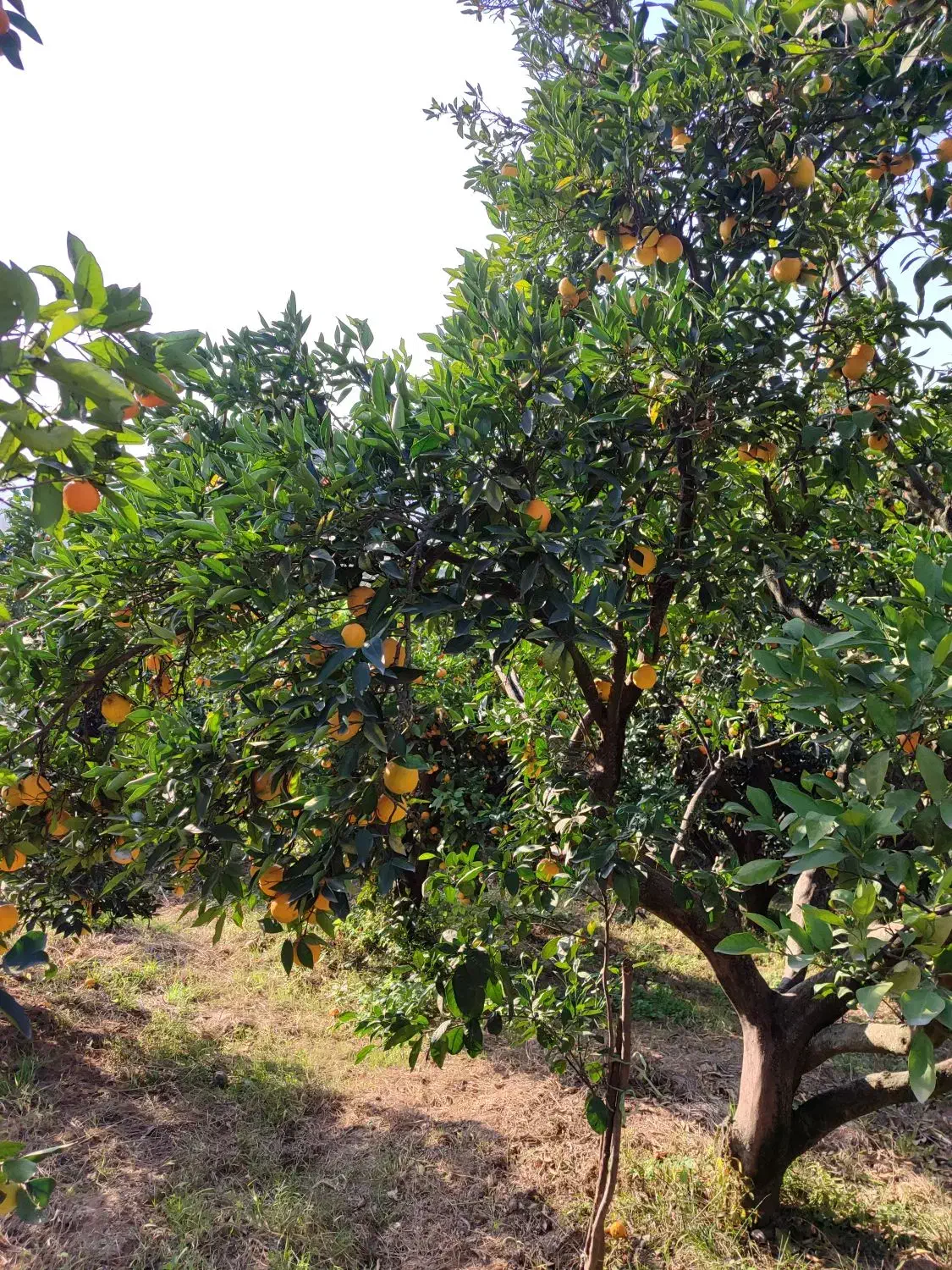 میوه تره بار|حراج|ساری, |دیوار