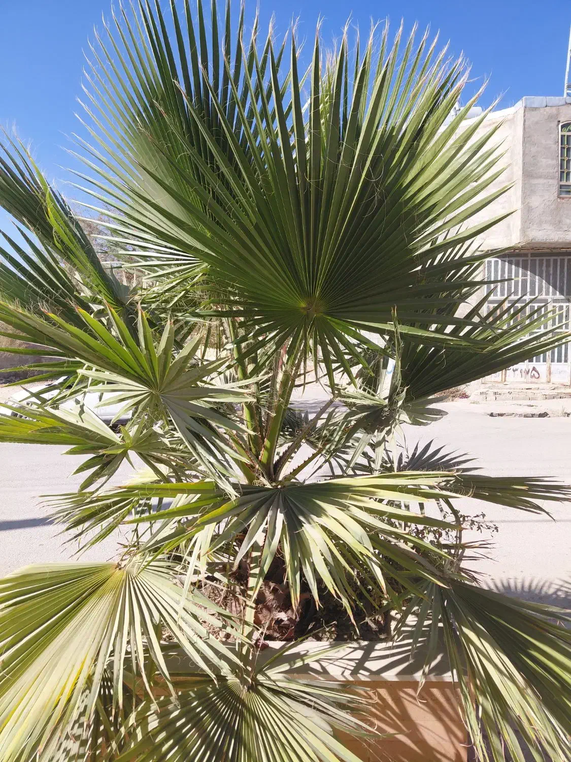 درختچه‌های تزئینی یا نخل ۲ عدد|گل و گیاه طبیعی|یاسوج, |دیوار