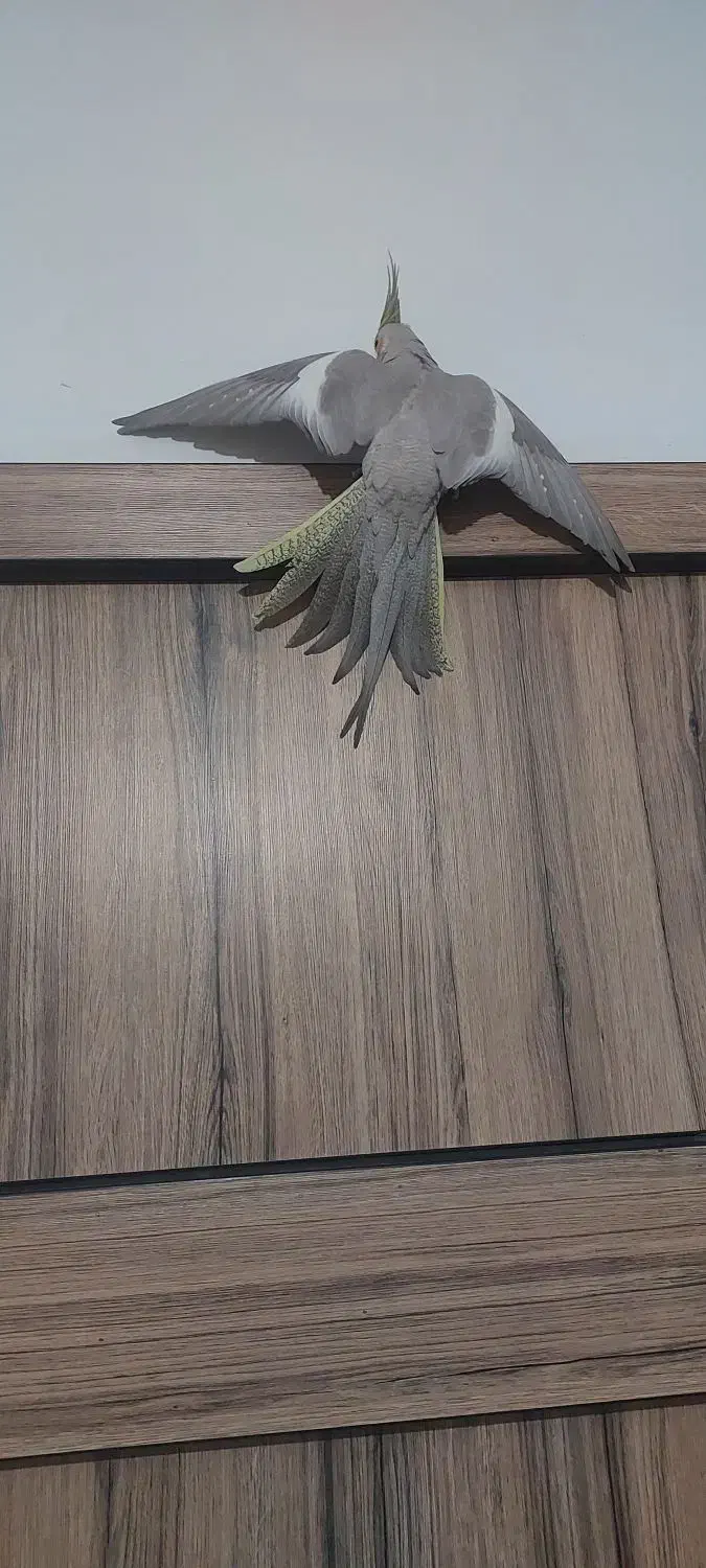 عروس هلندی نرو ماده|پرنده|شهریار, شهرک وائین|دیوار