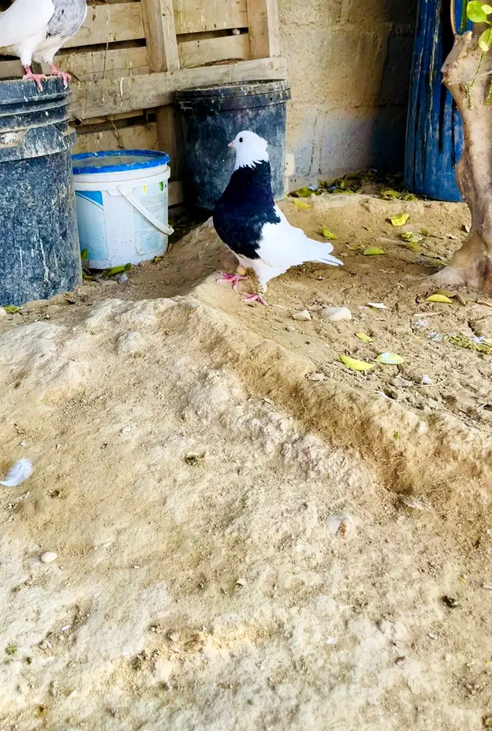 فروش دمی دوکت طوقی|پرنده|لامرد, |دیوار