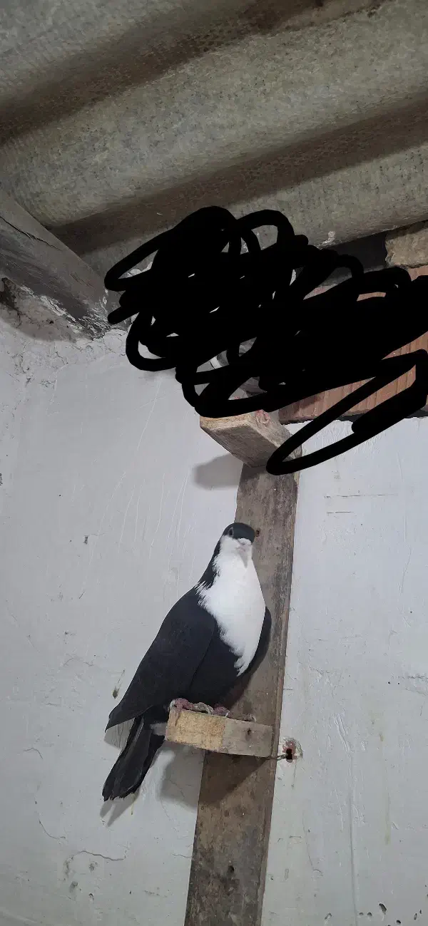 کبوتر|پرنده|علی‌آباد کتول, |دیوار