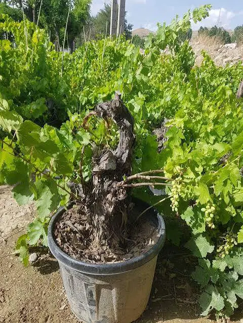 هرسکاری کاشت باغبانی نهال کاشتن فروش درختکاری درخت|خدمات باغبانی و درختکاری|تهران, اقدسیه|دیوار