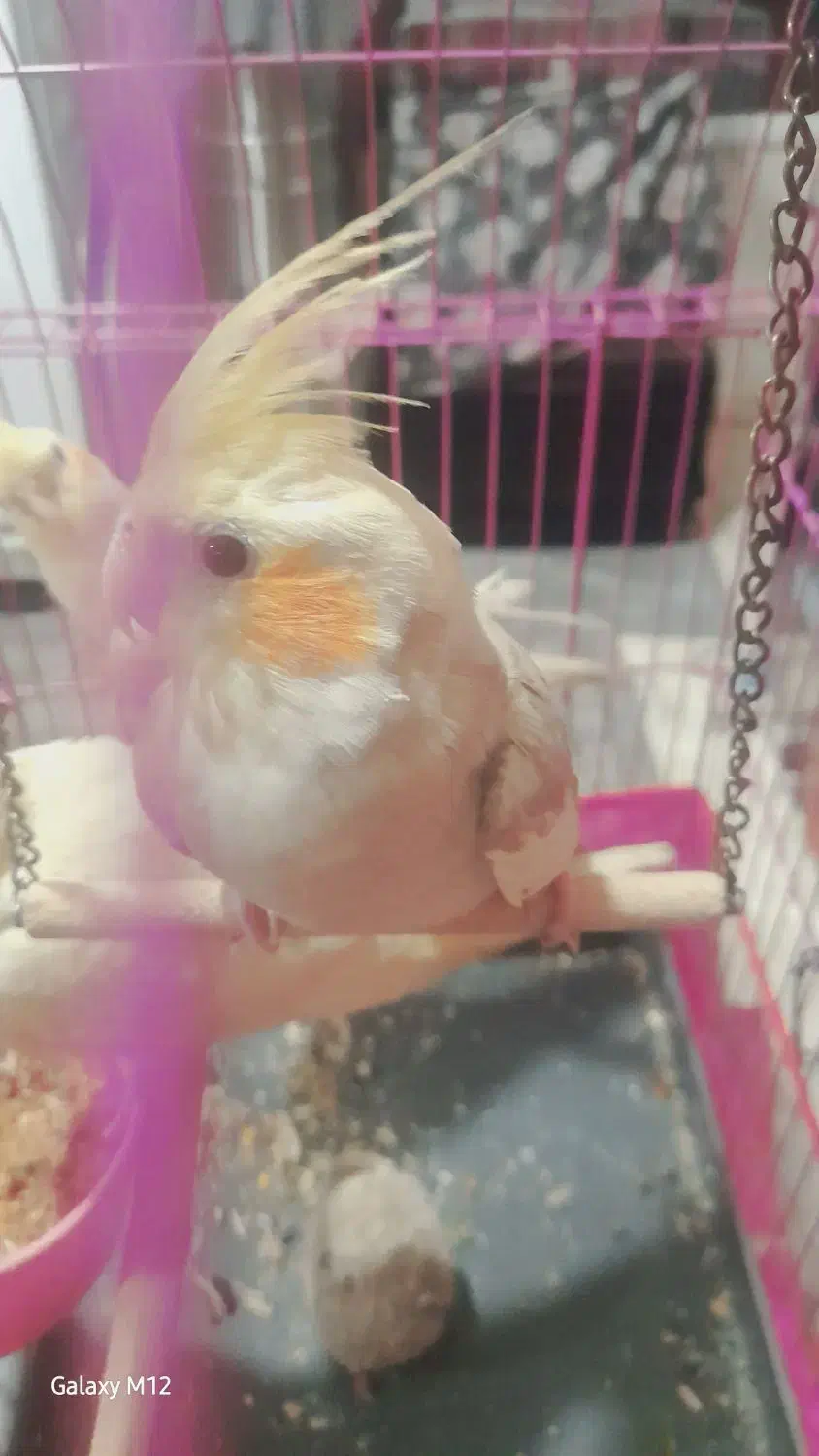 عروس هلندی ابلق|پرنده|بومهن, |دیوار