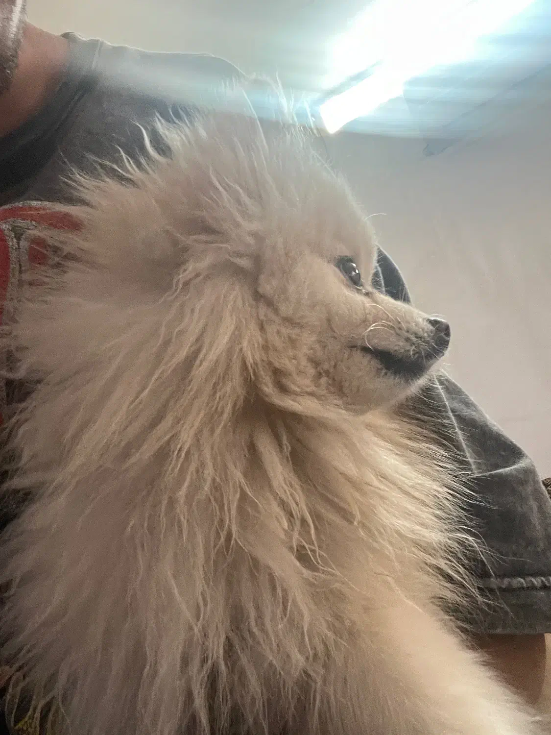 سگ گمشده|حیوانات|شیراز, شهرک بزین|دیوار