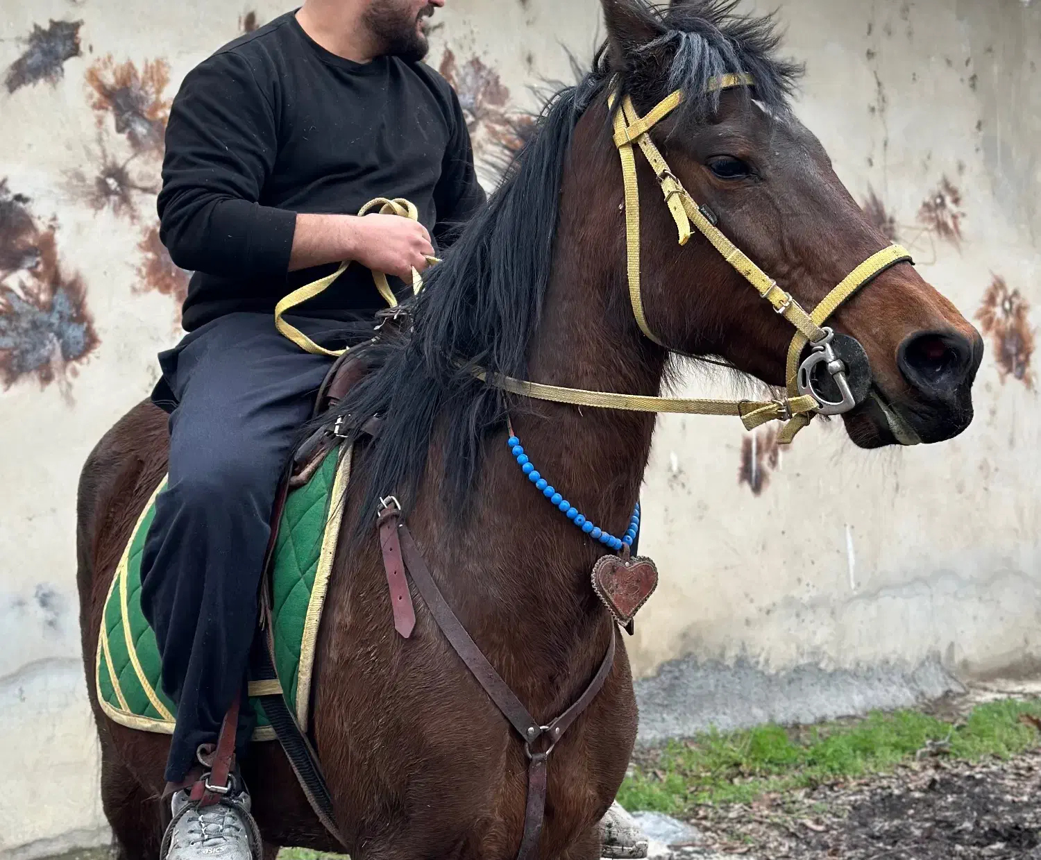 اسب مادیان|اسب و تجهیزات اسب‌سواری|تهران, بوستان چیتگر|دیوار