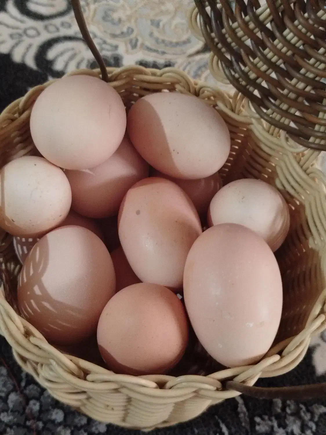 تخم مرغ نطفه دار نژاد برهما|حیوانات مزرعه|ساوه, |دیوار