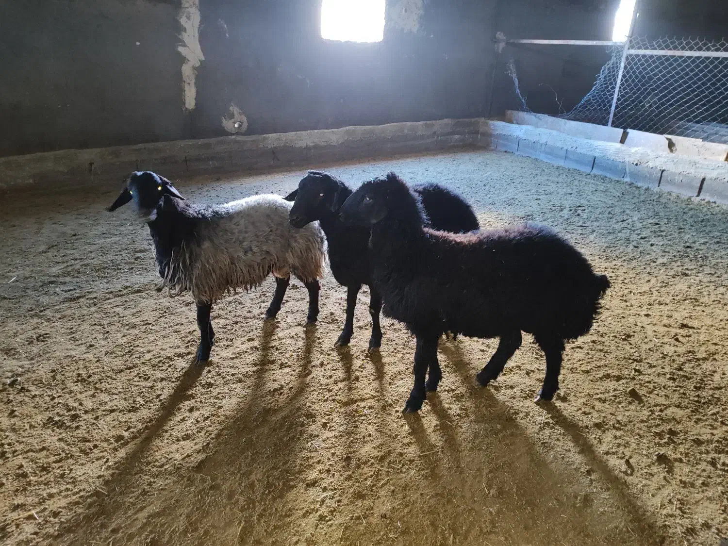 بره نر|حیوانات مزرعه|اشتهارد, |دیوار