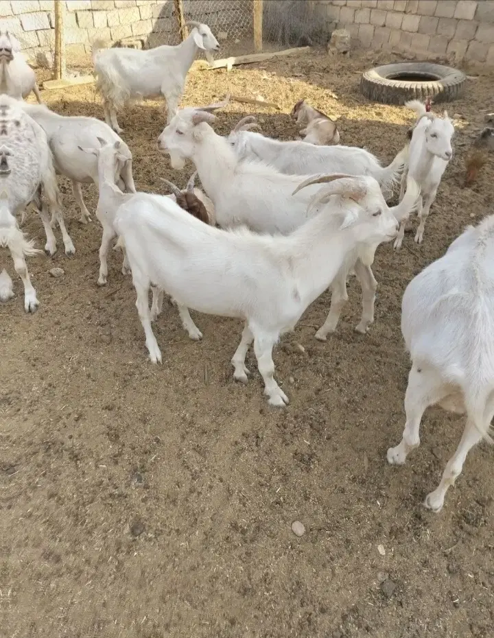 نر بز|حیوانات مزرعه|چابهار, |دیوار