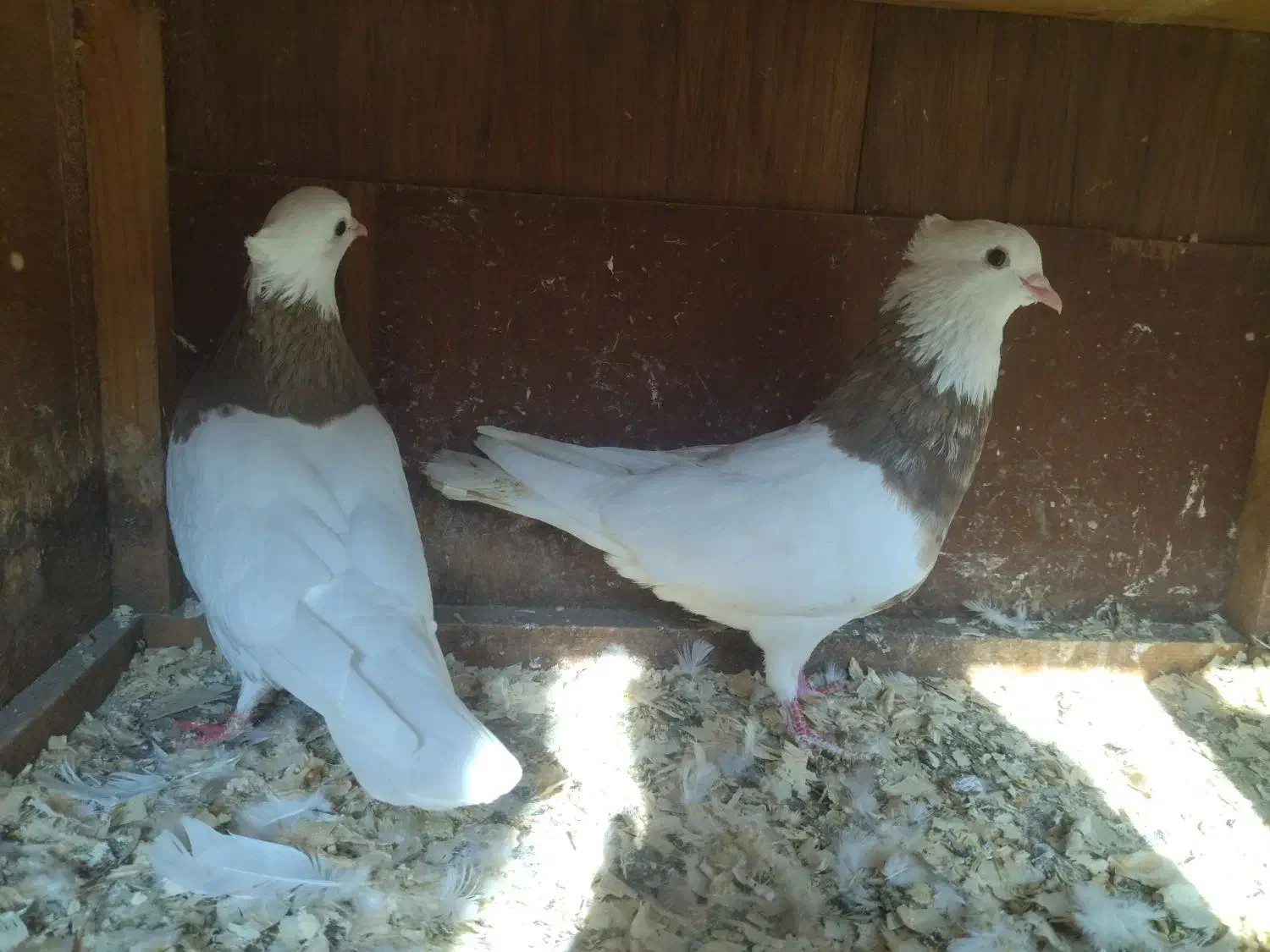 فروش کبوتر طوقی|پرنده|لاهیجان, کوی زمانی|دیوار