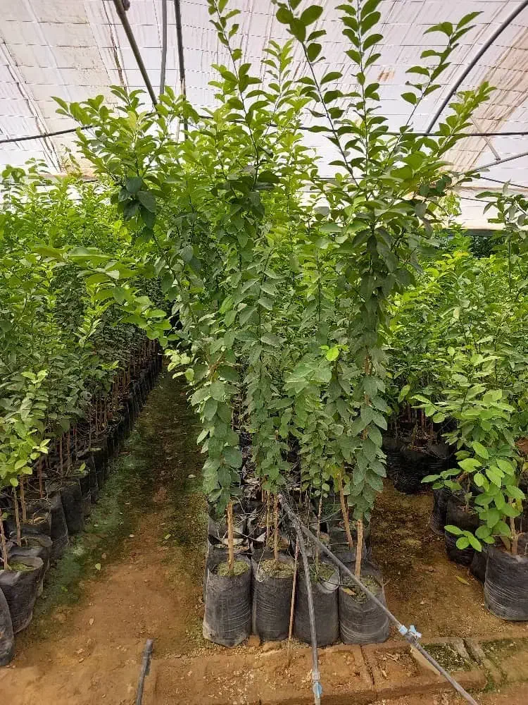 فروش گل و‌گیاه و مرکبات پیوندی|خدمات باغبانی و درختکاری|گتوند, |دیوار