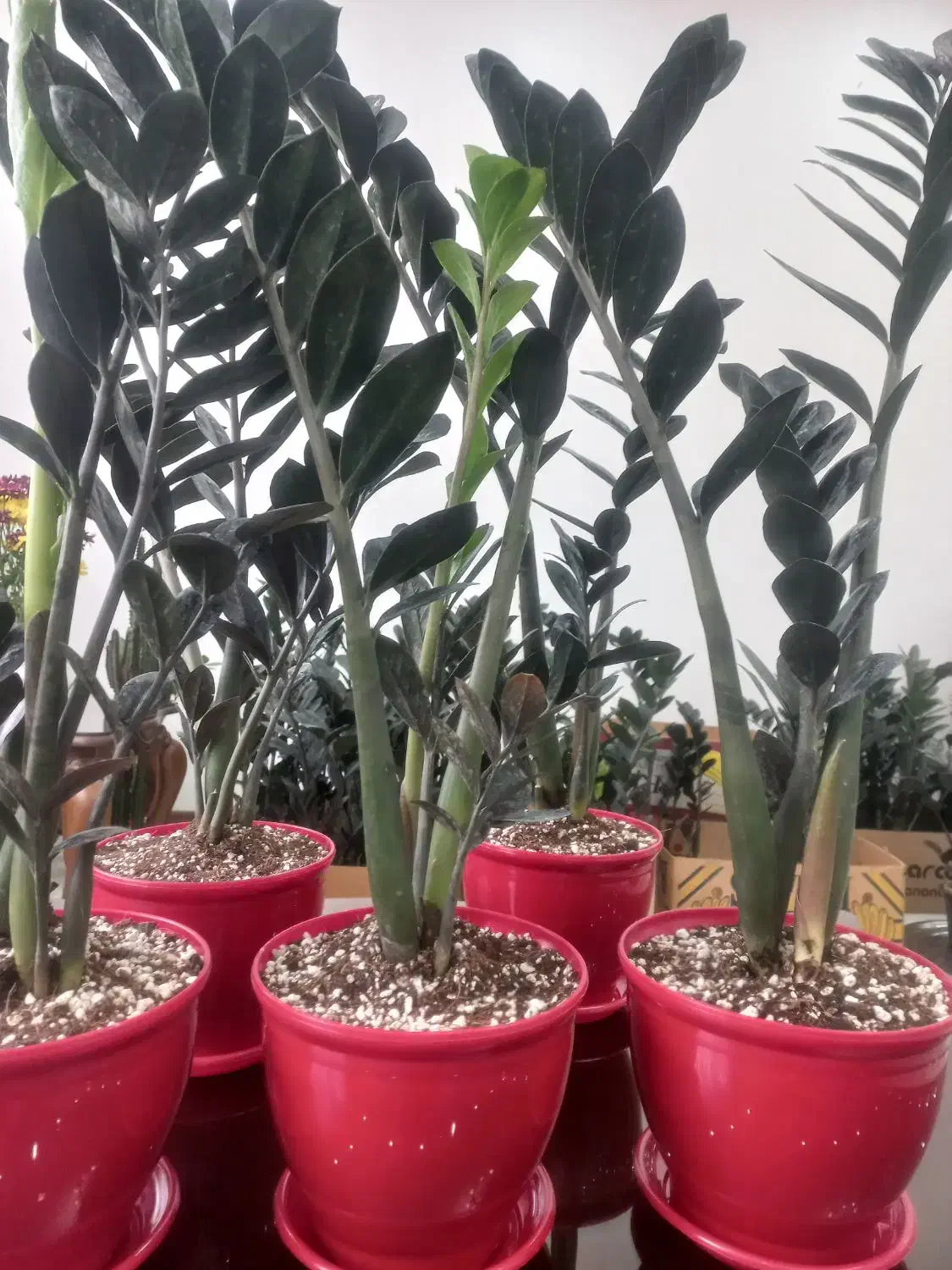 زاموفیلیا سوپر بلک|گل و گیاه طبیعی|اندیشه, شهرک مریم|دیوار