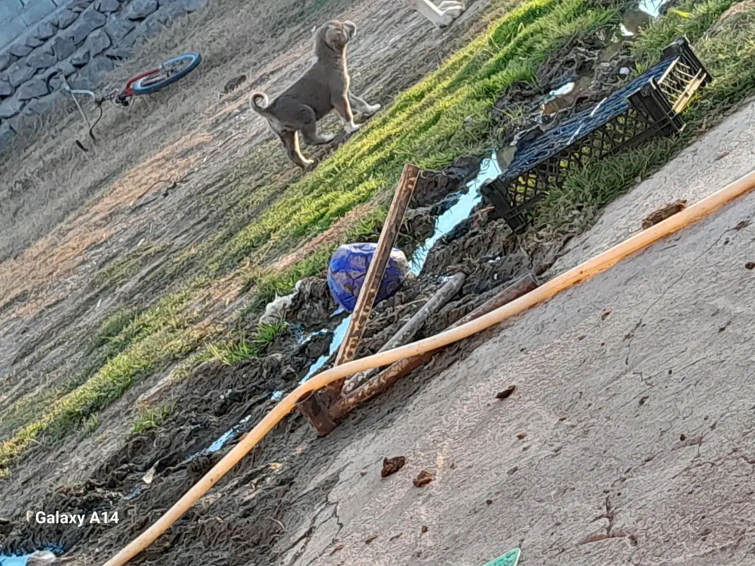 فروش توله سرابی|سگ|سراب, |دیوار